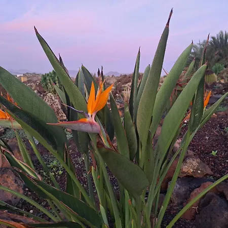 Aloes *